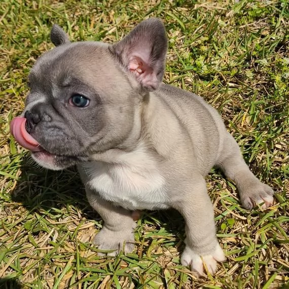 cuccioli di bulldog francese