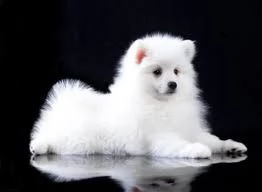 meraviglioso adorabile cucciolo di spitz in adozione       