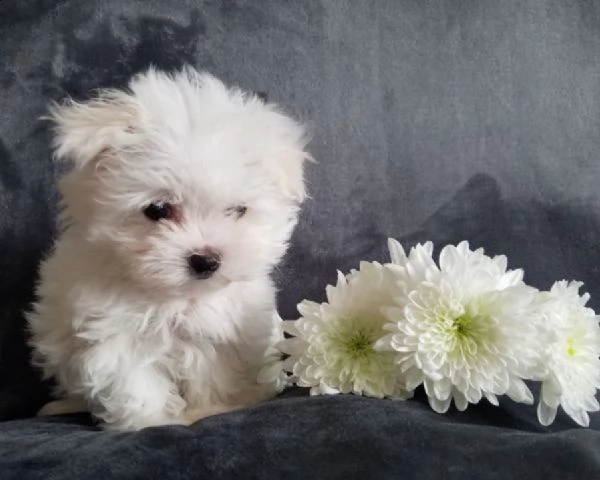 maltese cuccioli consegna a domicilio