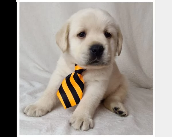 cuccioli labrador disponibili - pedigree enci