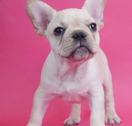 cuccioli di bouledogue francese | Foto 0