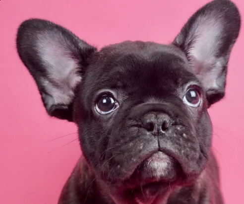 cuccioli di bouledogue francese