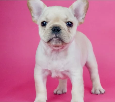 cuccioli di bouledogue francesi