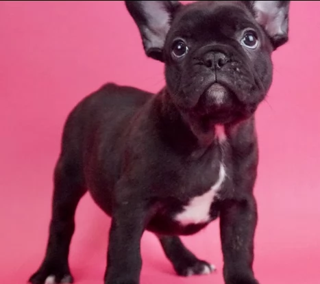 cuccioli di bouledogue francesi | Foto 0