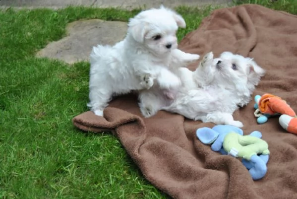 cuccioli akc maltesi