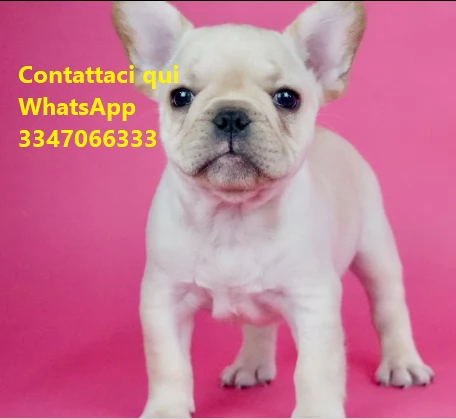 cuccioli di bouledogue francesi