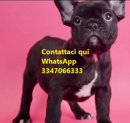 cuccioli di bouledogue francesi | Foto 0