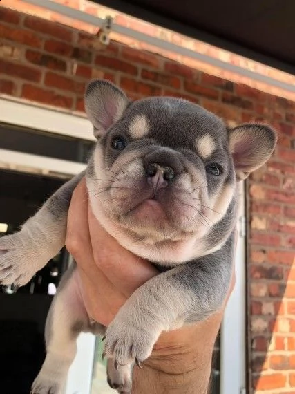 bouledogue francese cuccioli dispone subito | Foto 0
