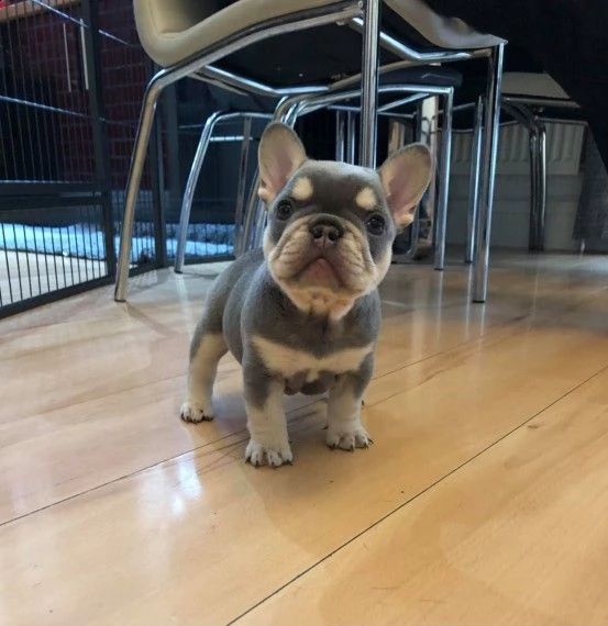 bouledogue francese cuccioli dispone subito