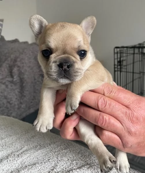 adozione cuccioli bouledogue francese  | Foto 0