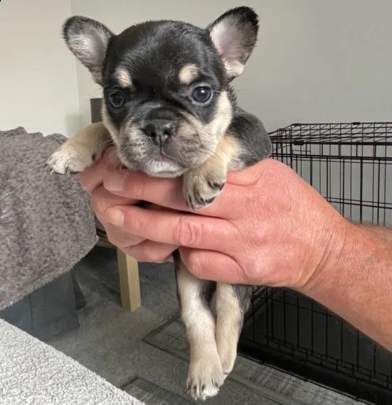 adozione cuccioli bouledogue francese 