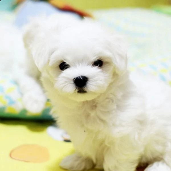cuccioli di maltese disponibili subito | Foto 2