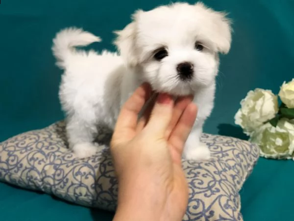 cuccioli di maltese disponibili subito