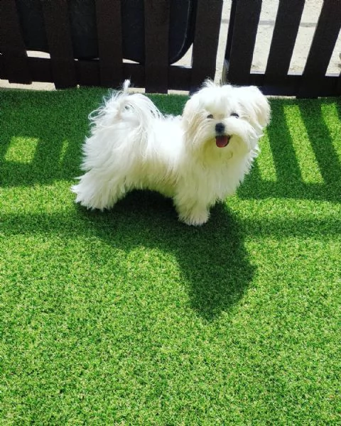 cuccioli di maltese disponibili subito | Foto 0