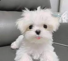 regalo maltese nano | Foto 0