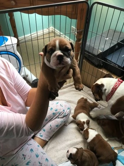 regalo bulldog inglese cuccioli disponibili...