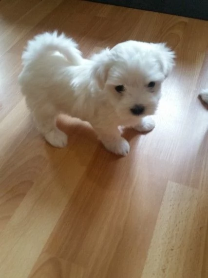 regalo cuccioli di maltese per l'adozione...
