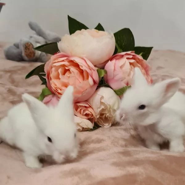 conigli a testa di leone carino per adozione.