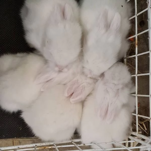 conigli a testa di leone carino per adozione. | Foto 0