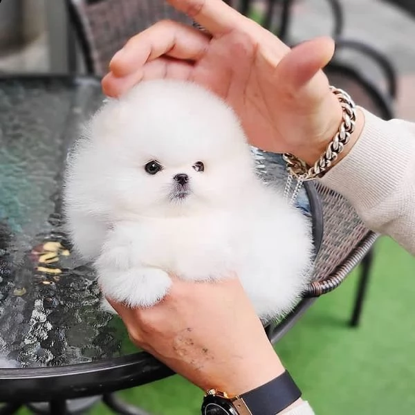  regalo  volpino pomerania mini toy  | Foto 0