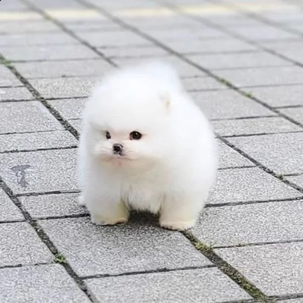  regalo  volpino pomerania mini toy 