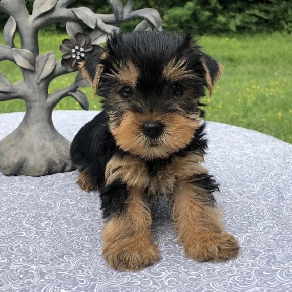 adorabili cuccioli di yorkshire | Foto 1