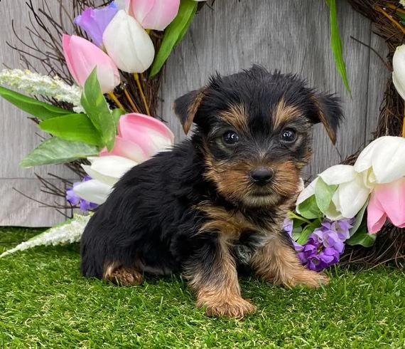 adorabili cuccioli di yorkshire | Foto 0
