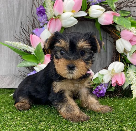 adorabili cuccioli di yorkshire