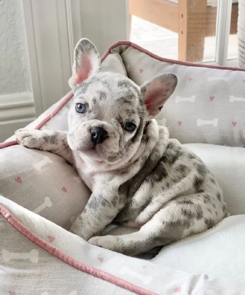 cuccioli di bulldog francese