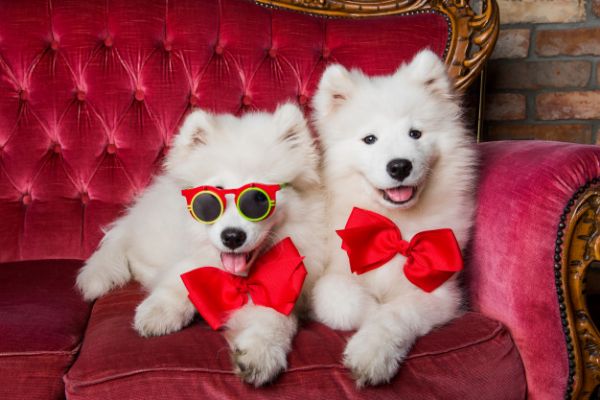 cuccioli di samoiedo  | Foto 0