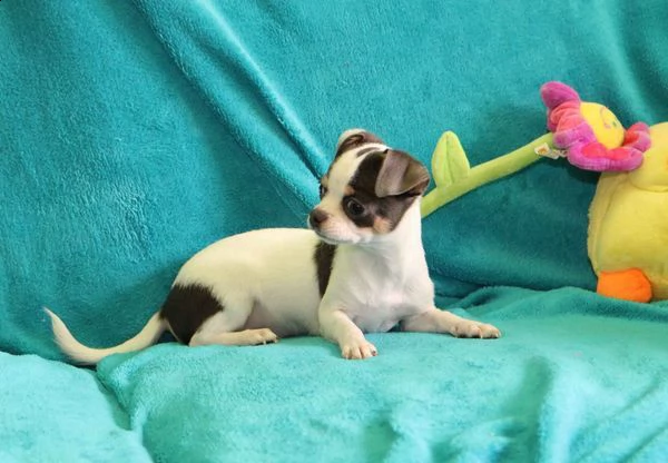 cuccioli piccoli chihuahua vari colori