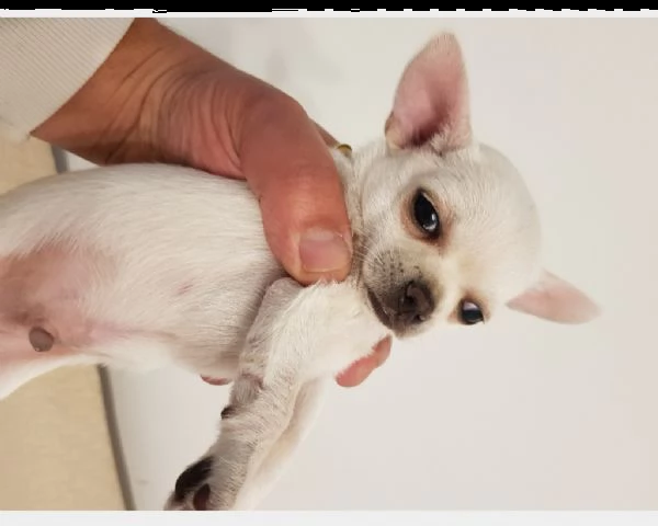 cucciolo di mini chihuahua toyy