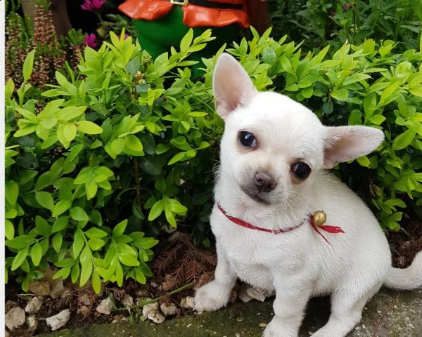 chihuahua cucciolo pedigree