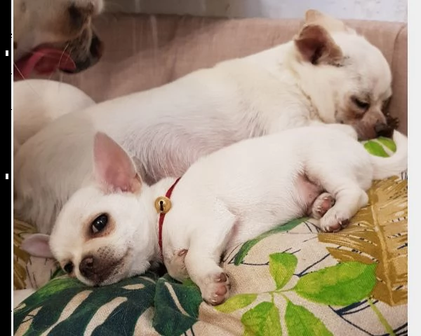 cuccioli mini toy chihuahua toy