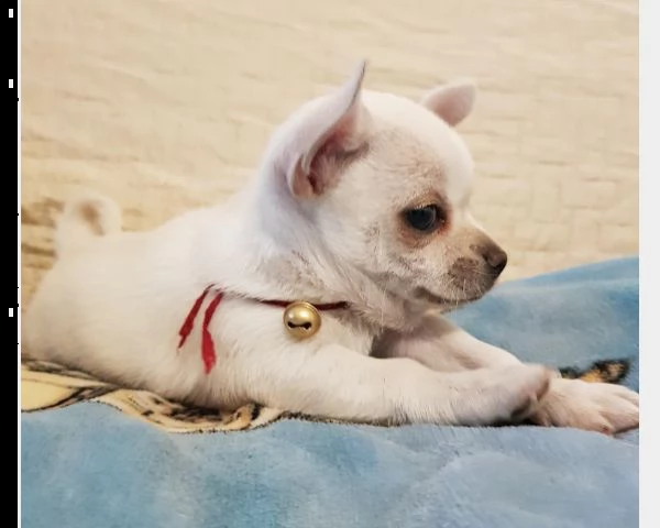 cuccioli di pincher chihuahua