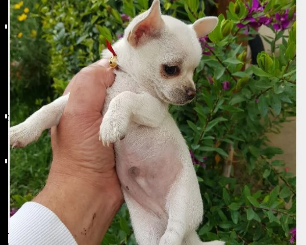 cucciolo di chihuahua toy