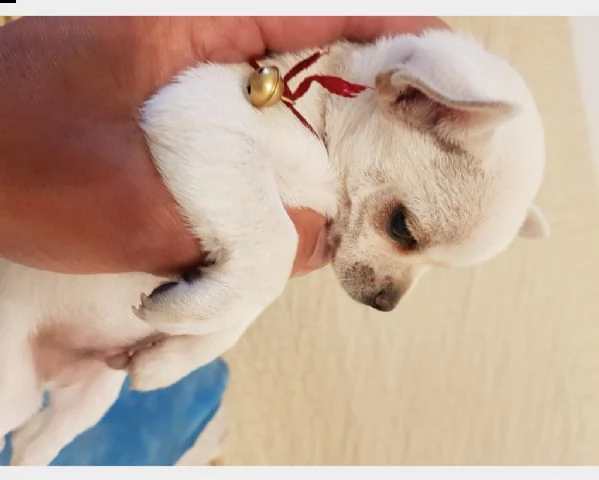 cuccioli piccoli toy chihuahua