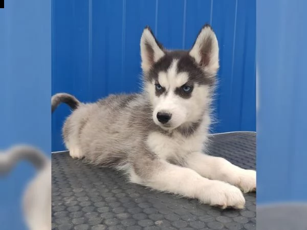 siberian husky tenerissimi intrigantissimi e buonissimi 