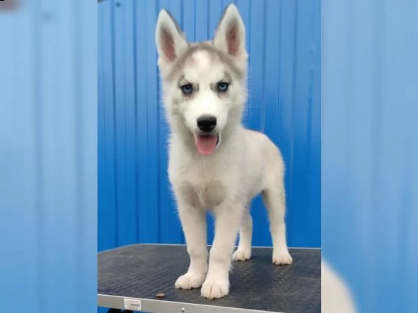 siberian husky tenerissimi intrigantissimi e buonissimi  | Foto 3