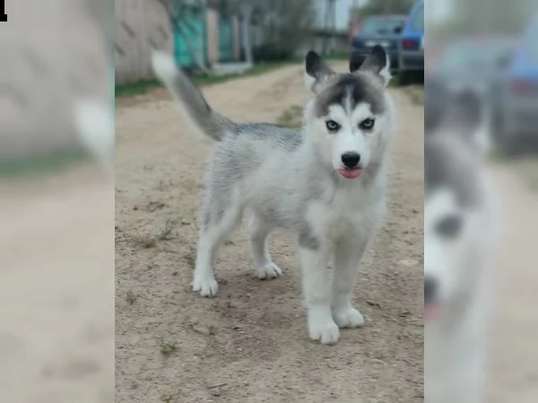 siberian husky tenerissimi intrigantissimi e buonissimi  | Foto 2