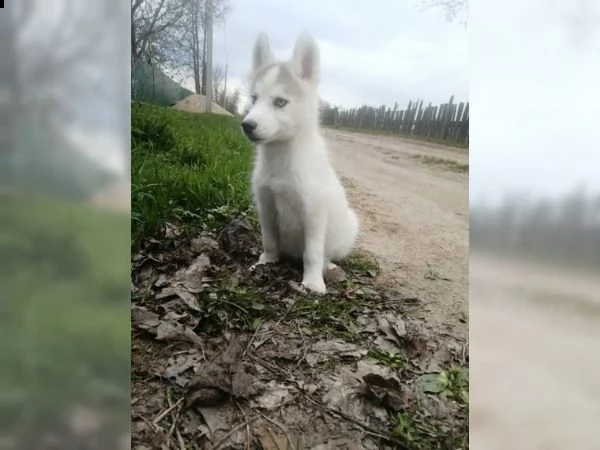 siberian husky tenerissimi intrigantissimi e buonissimi  | Foto 1