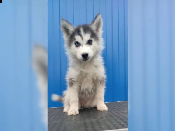 siberian husky tenerissimi intrigantissimi e buonissimi  | Foto 0