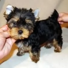 simpatici cuccioli di yorkie 5 cuccioli di razza pura | Foto 0