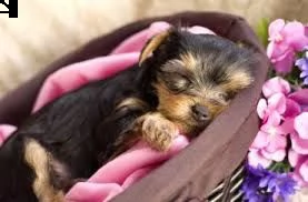 simpatici cuccioli di yorkie 5 cuccioli di razza pura