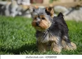 simpatici cuccioli di yorkie 