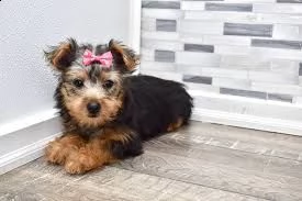cuccioli yorkshire registrati per il re-homing | Foto 0