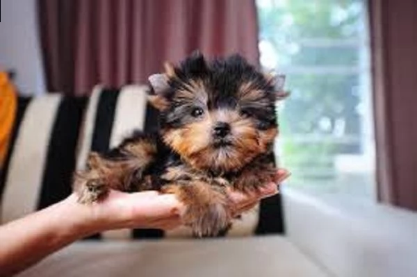 cuccioli yorkshire registrati per il re-homing