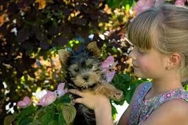 cuccioli di yorkie registrati per l'adozione | Foto 0