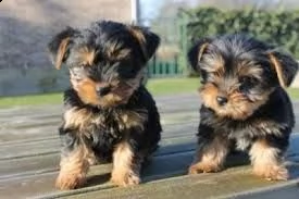 cuccioli yorkie sani cuccioli maschi e femmine | Foto 0