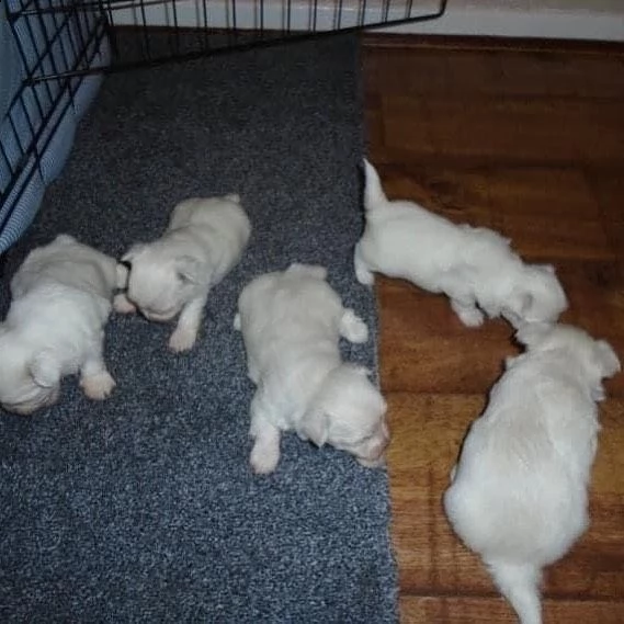 cucciolo maltese | Foto 0